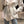 Gigantic Collar Belted Jacket